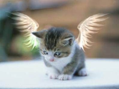 chat